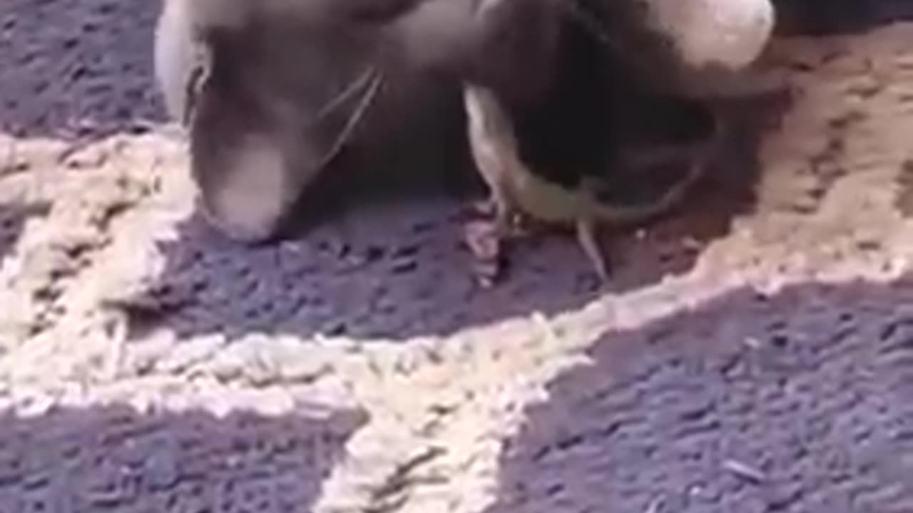 Cat and Dog funny video