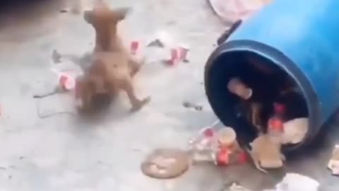 Funny dog 🐕 and monkey 🐒😂😂😂