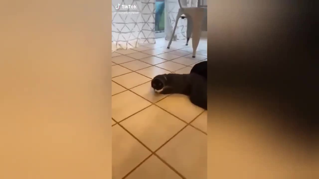 cat playing