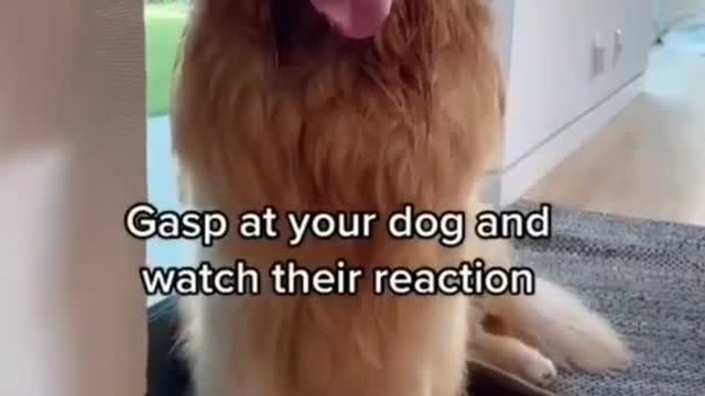 Funny pets