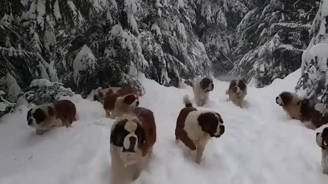 group of dogs playing in snowy mountains