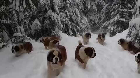 group of dogs playing in snowy mountains