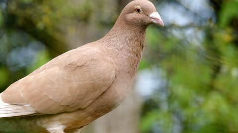 pigeon pigeon