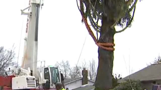 The Rockefeller Center #christmas Tree has been chosen and cut fo...