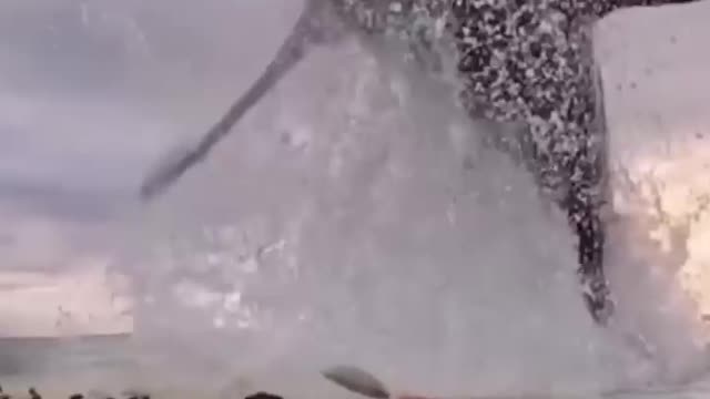 shark jump out of water