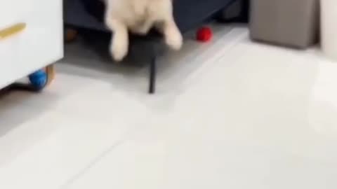 Angry dog 😡😡Enough is enough, I won't give you a chance again