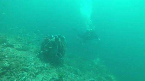 sea ​​landscape fishes