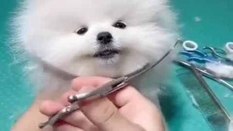 Funny dog videos