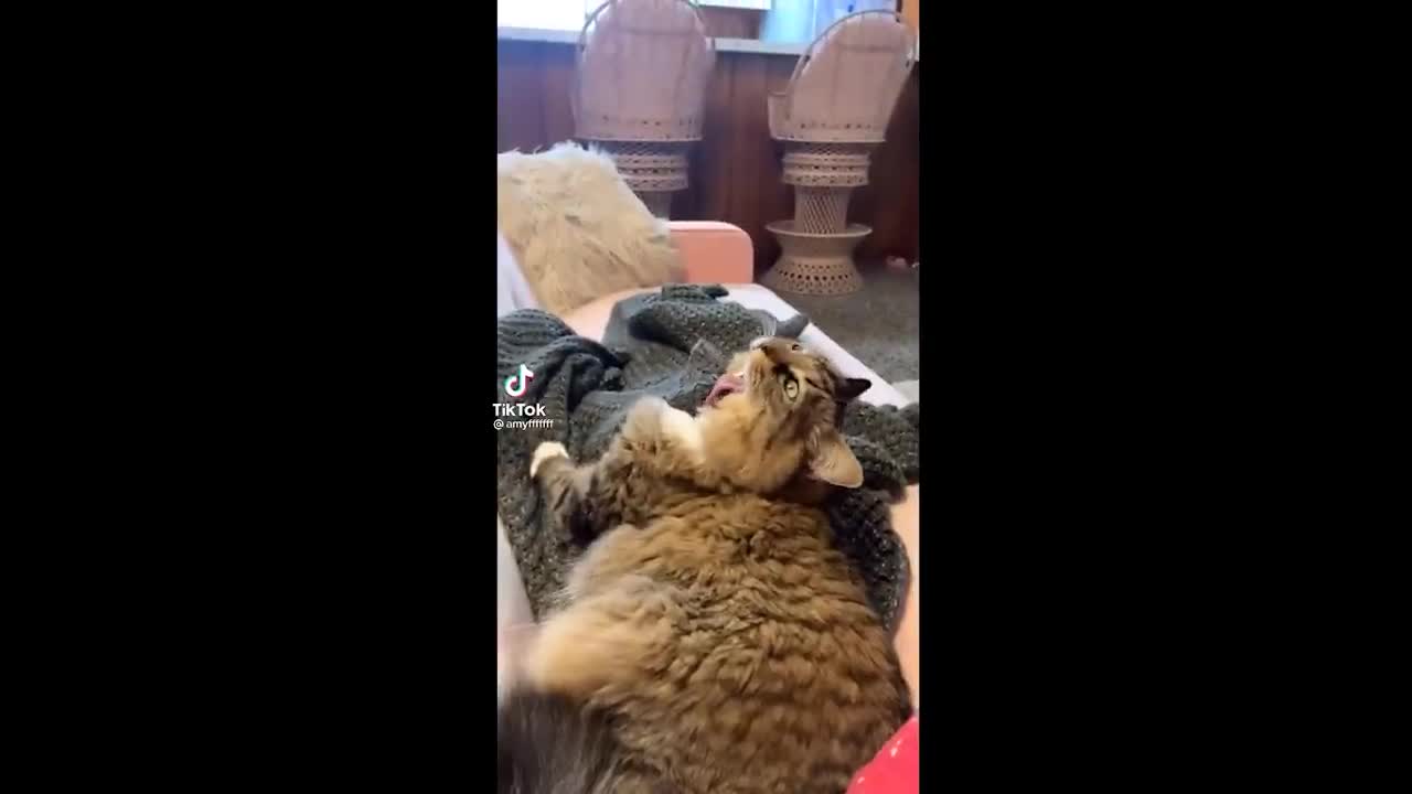 Hilarious Animal Videos That Will Make You Laugh 😂😂 Funny Pets