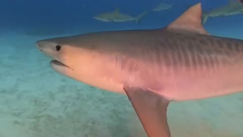 Tiger Shark Pass