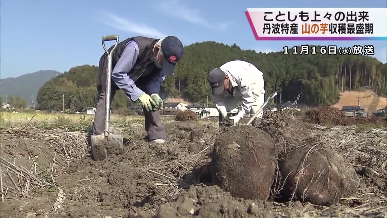 兵庫・丹波市で特産「山の芋」の収穫が最盛期 丹波地方の代表的な秋の味覚 今年は上々の出来