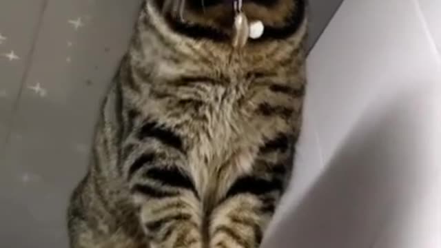 Cute Cats and Funny Animals Compilation 😹 Try Not To Laugh Challenge - Cute Cat 094