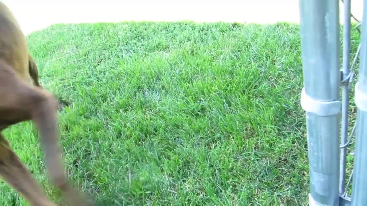 German Boxer Puppies' Playtime!