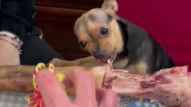 Small Dog Doesn't Want to Share Big Christmas Bone