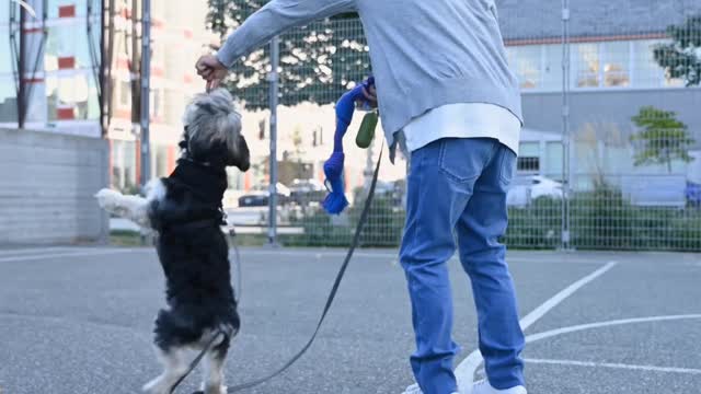 Watch How To Train Your Dog ??? 😲😲