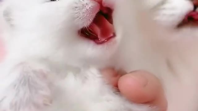 OMG So Cute Cats ♥ Best Funny Cat ❤️🐈Videos 2021 #shorts