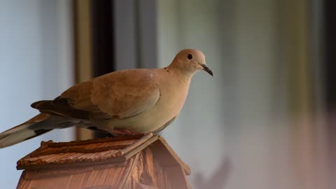 Dove Bird Feather Flying Food Feeding Eat