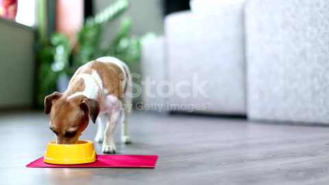 funny dog