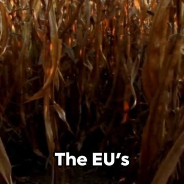 Hold the Line: Spanish Farmers' Fight for Survival