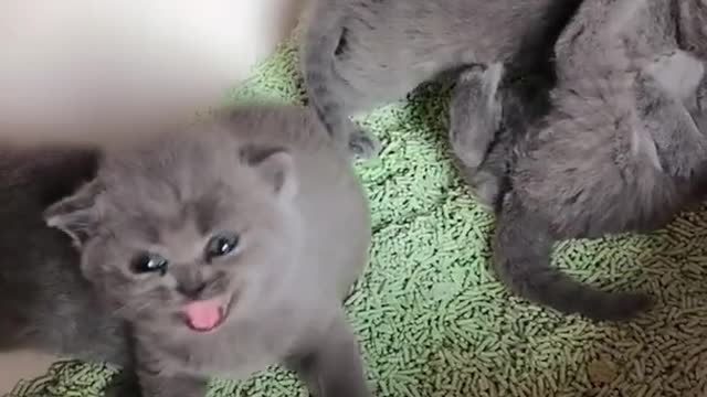 OMG So Cute Cats ♥ Best Funny Cat ❤️🐈Videos 2021 #shorts