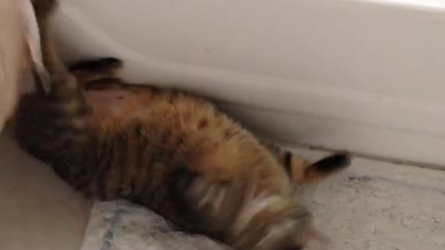 The beautiful cat is playing