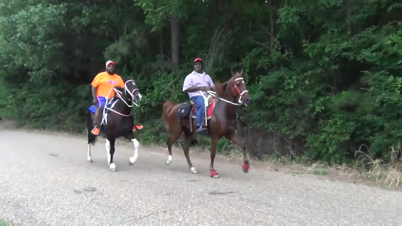 "BIG" Front Action Ryders Annual Walking Horse Trail Ride in Ogden, Arkansas-2