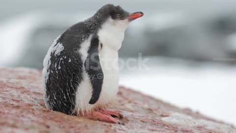 A Penguin chick is shivering🥰❤️