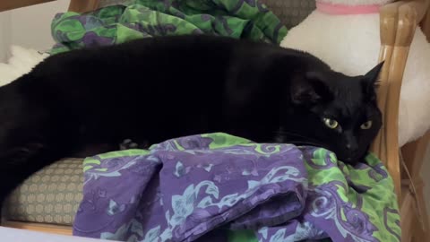 Cute Precious Piper Takes a Little Nap on Her Throne - Adopting a Cat from a Shelter Vlog