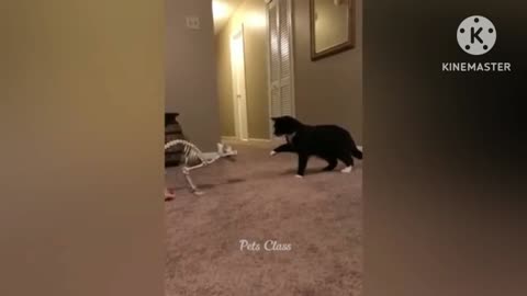 Animal video funny 🐈🤣🤣👍