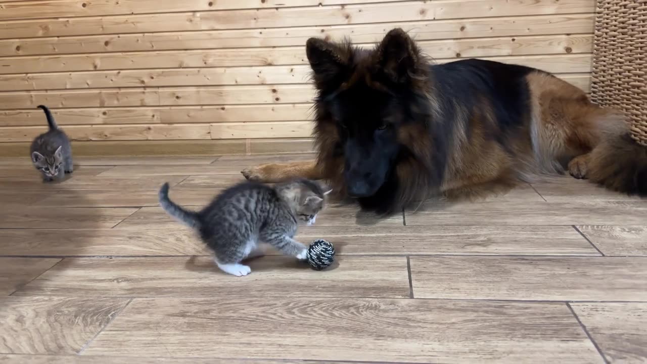 German Shepherd's Reaction to Kittens Stealing his Favorite Toy