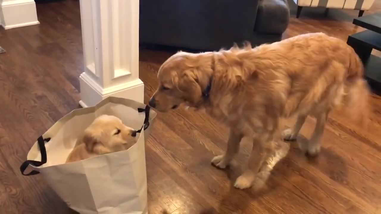 Golden Retriever meets his new puppy sister