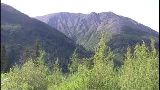 American Chestnut BLIGHT - Greatest forest loss in history