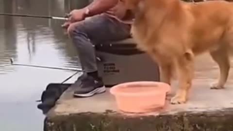 Puppy protecting the fish