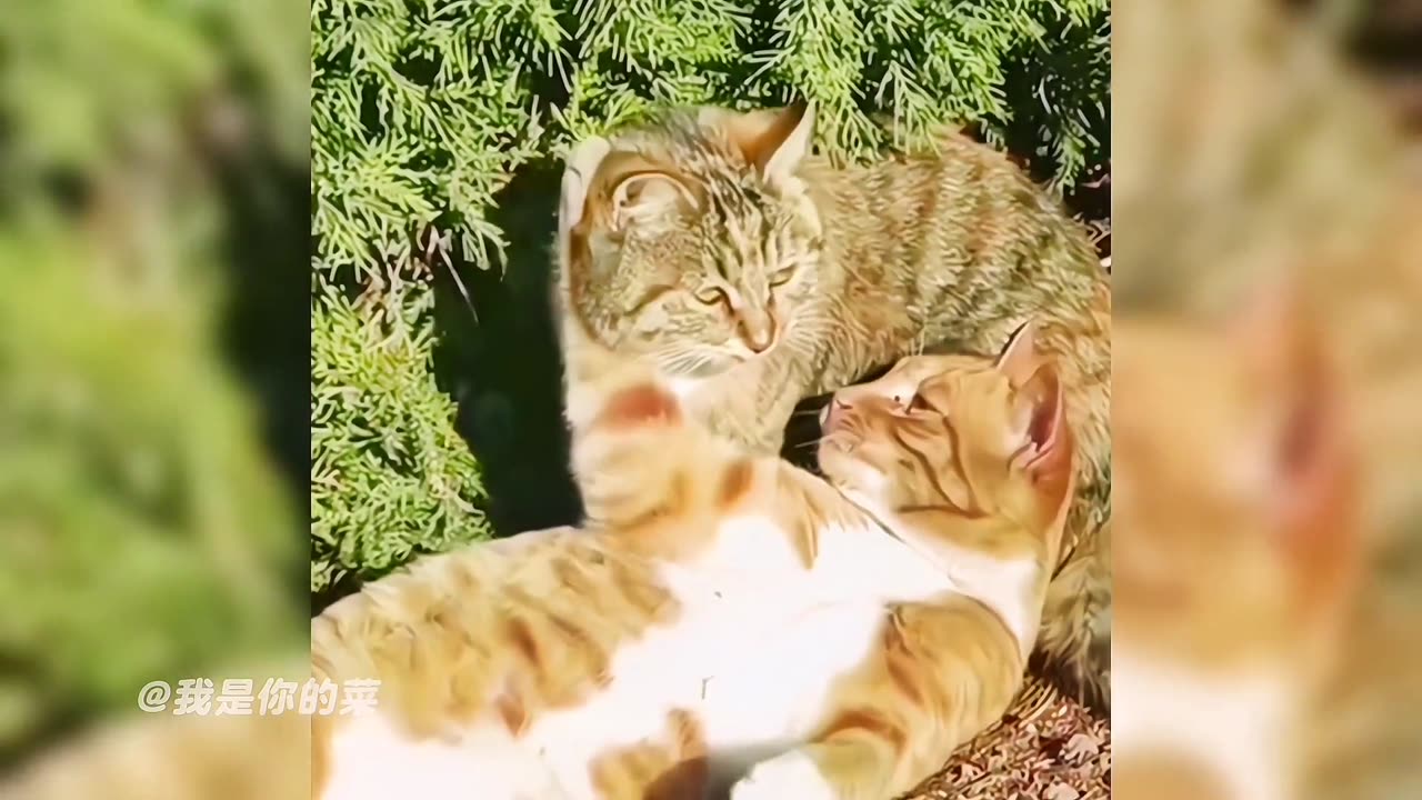 funny videos in tiktok china 2023