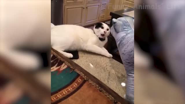 Funniest Dogs and Cats - Awesome Funny Pet Animals Videos