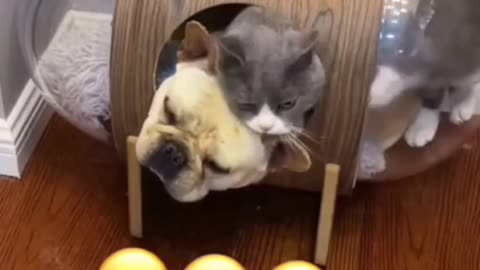 Cute cat funny