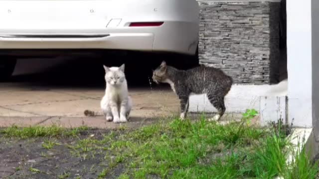 My All Pets Together Cats, Snake, Dogs