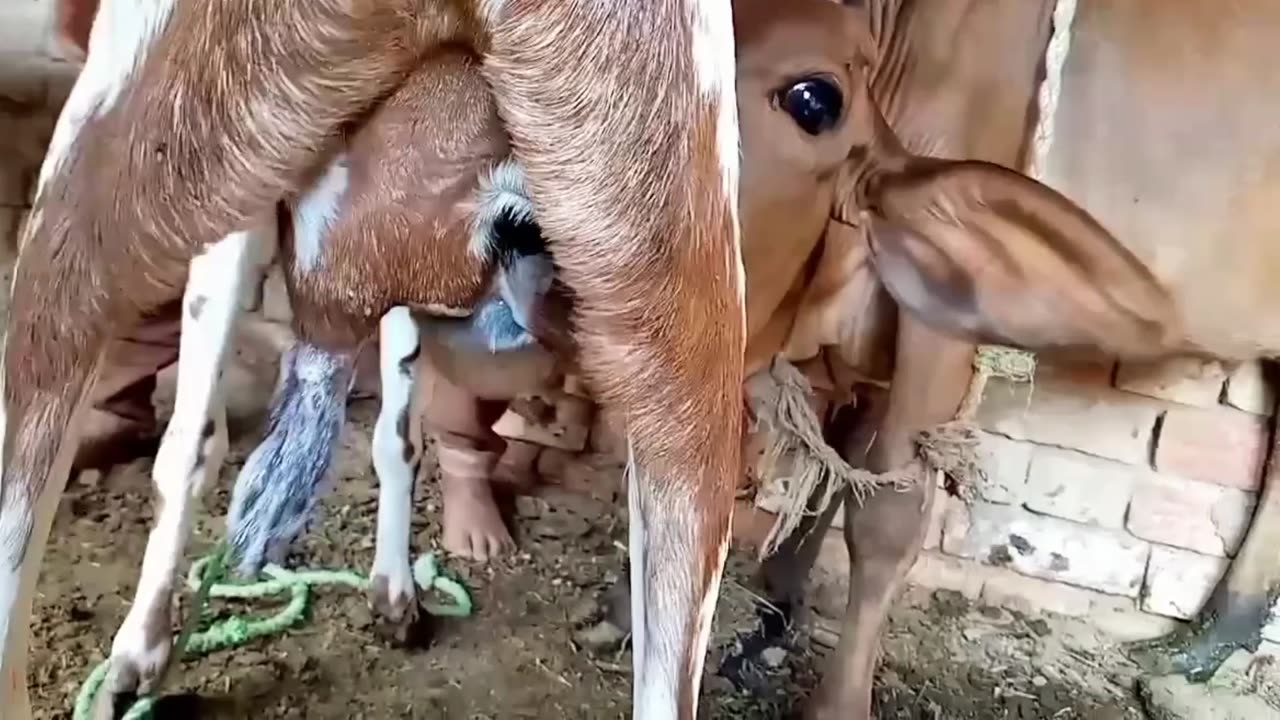 The cow is sucking on the goat's milk