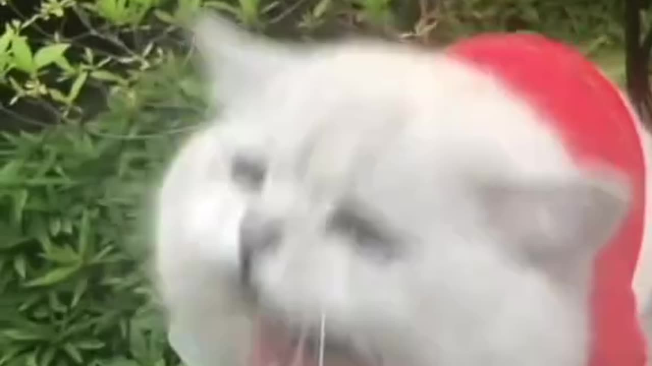 Cat Dancing