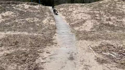 Rottweilers and friend happy to get to the beach