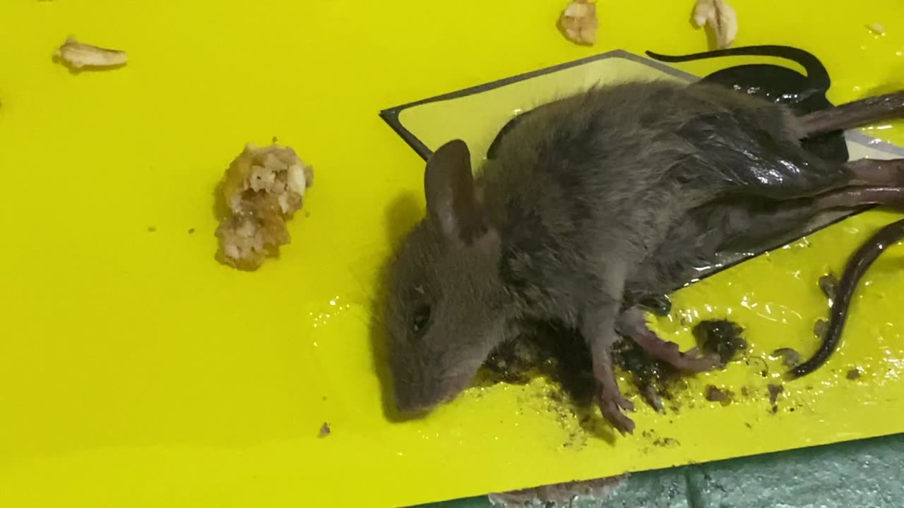 Mouse caught on glue trap