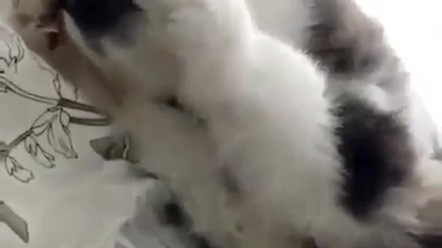 Cute and funny dog videos #17