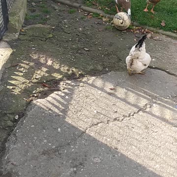 The sounds of the countryside! One autumn day, the chickens and ducks went for a walk