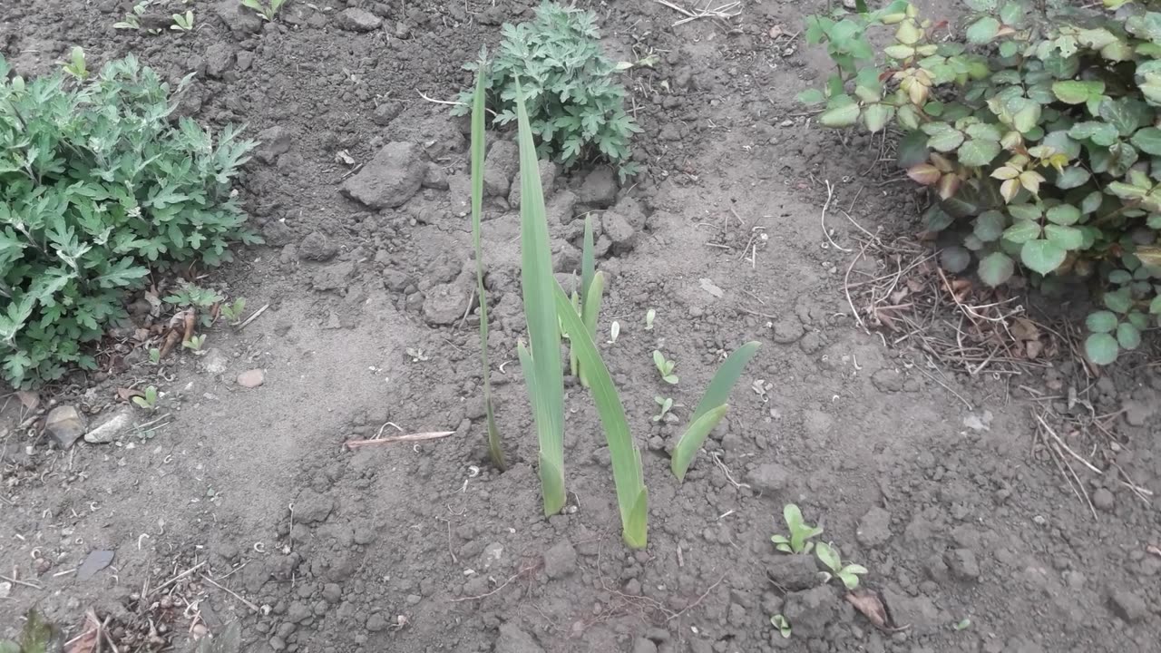 Gladioli have sprouted