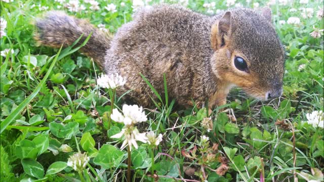 Crying Baby Squirrels - Mp3