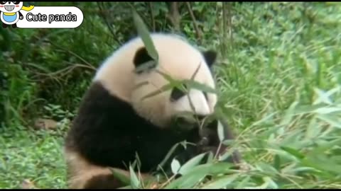 Have you ever seen such a lazy panda, the happiest animal in nature