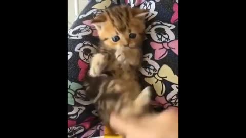 Funniest Cat Videos Compilation