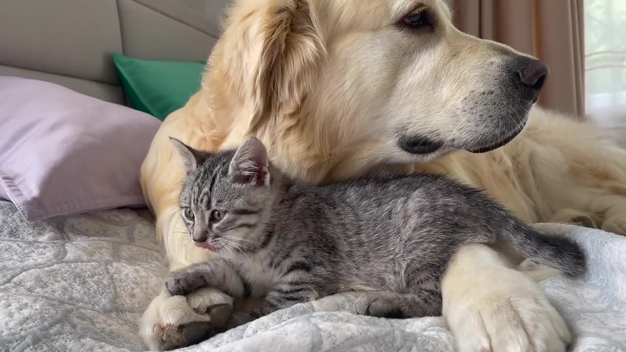What the friendship of a Golden Retriever and a Baby Kitten looks like