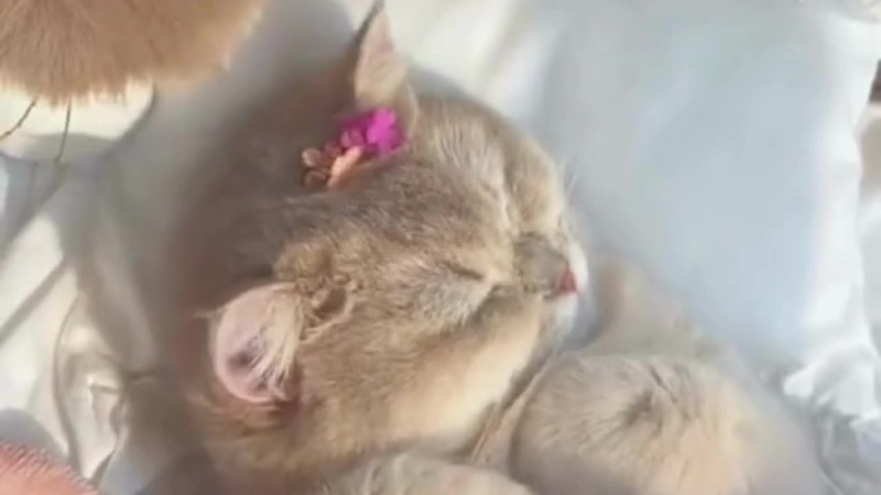 Cute Cats & Funny Cats 😍😍😅😅 #shorts #cats #viral #mmvcats