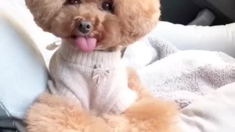 Funny Moment Viral 2023 Dog Cute #Viral #Funny #FunnyViral #dog